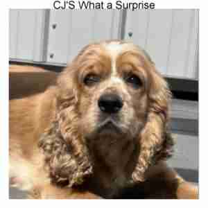 CJS-What-a-Surprise-2-300x300
