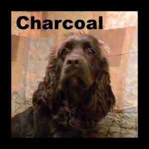 Charcoal-2-300x300