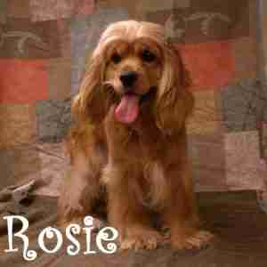 Rosie-2-300x300