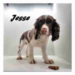 jesse-ws1-300x300