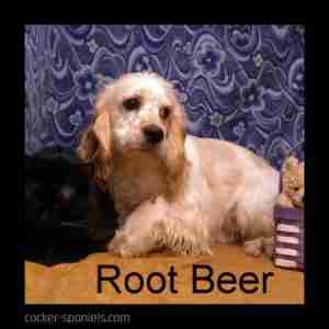root-beer-ws1-300x300