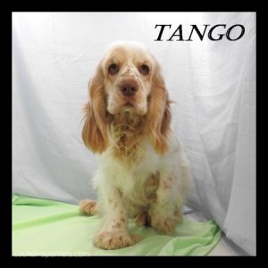 tango ws1