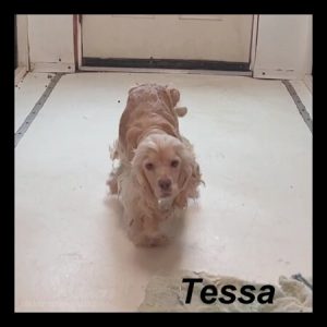 tessa ws1