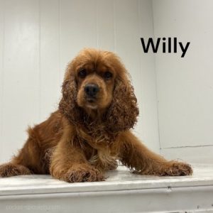 willy ws1