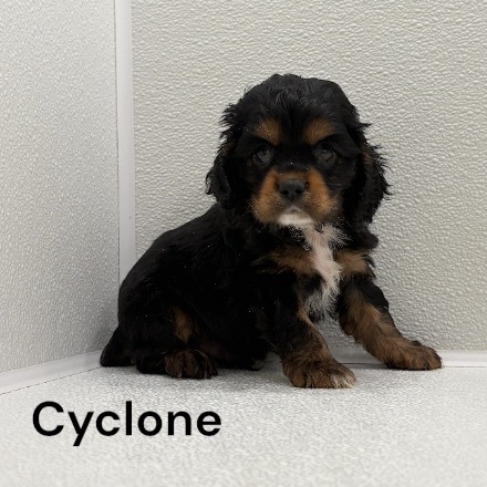 cyclone ws2