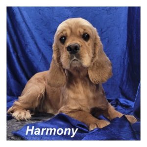 harmony ws1