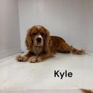 kyle ws1