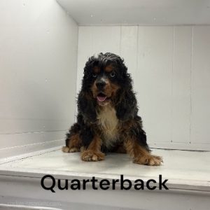 quarterback ws1