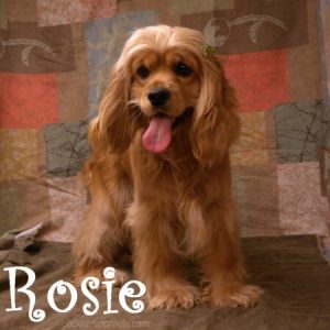 rosie ws2