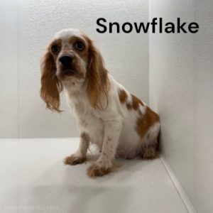 snowflake ws1