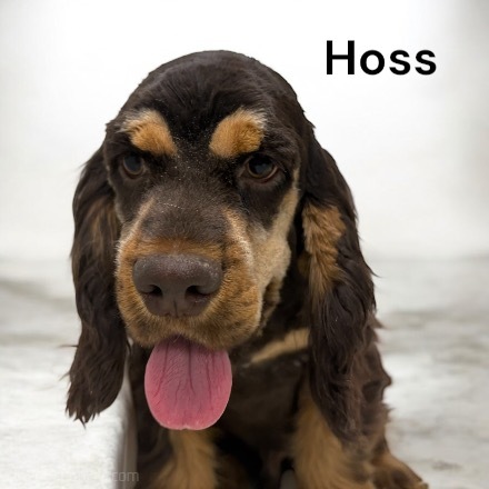 hoss ws2
