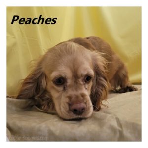 peaches ws1
