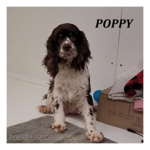 poppy ws1