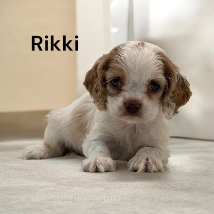 rikki ws3