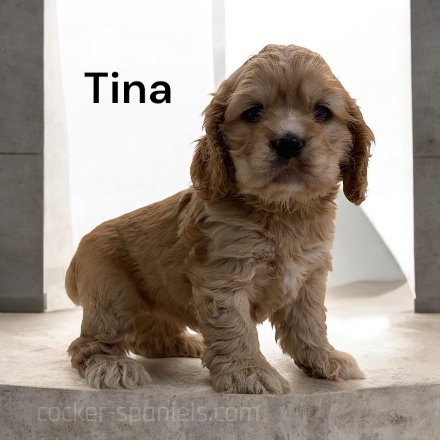 tina ws1