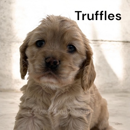truffles ws4