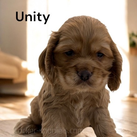 unity ws3
