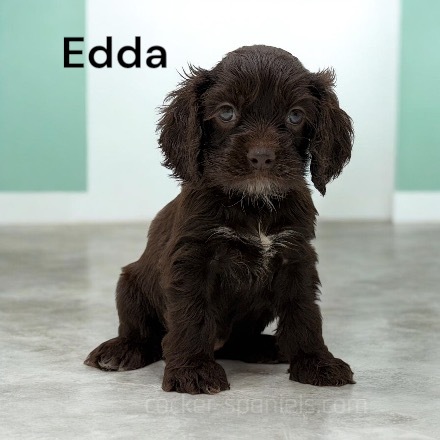edda ws2