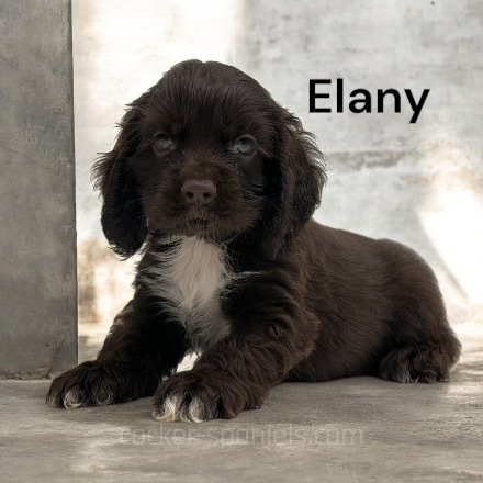 elany ws2