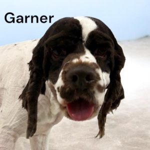 garner ws1