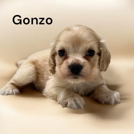 gonzo ws3