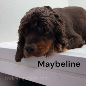 maybeline ws1