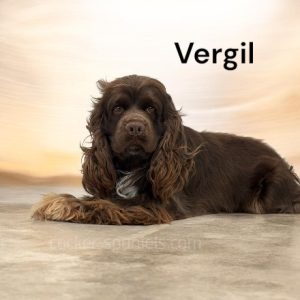 vergil ws1
