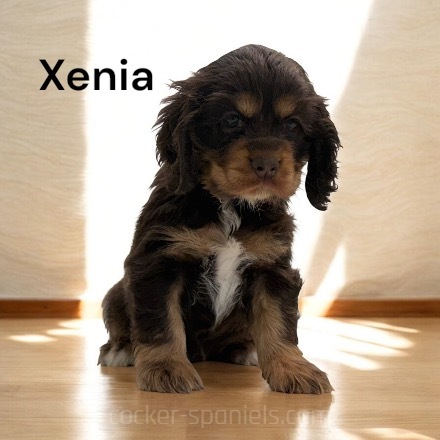 xenia ws1