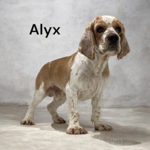 alyx ws1