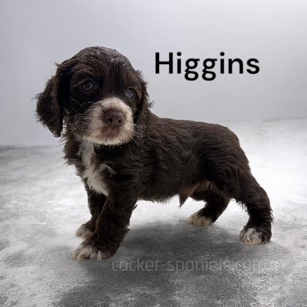 higgins ws3