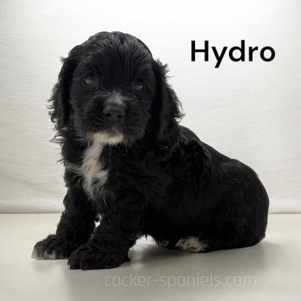 hydro ws3