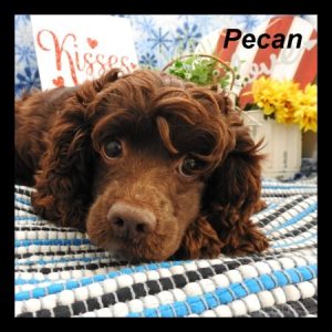 pecan ws1