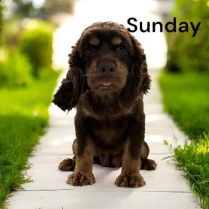 sunday ws1
