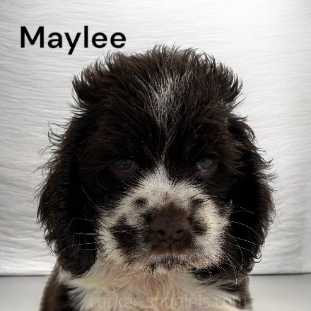 maylee ws4