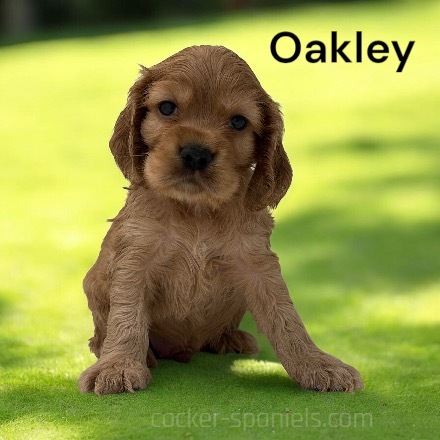 oakley ws4