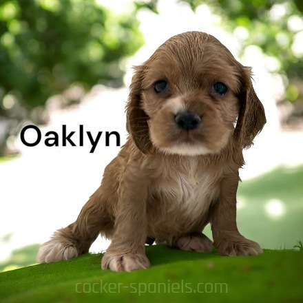 oaklyn ws3