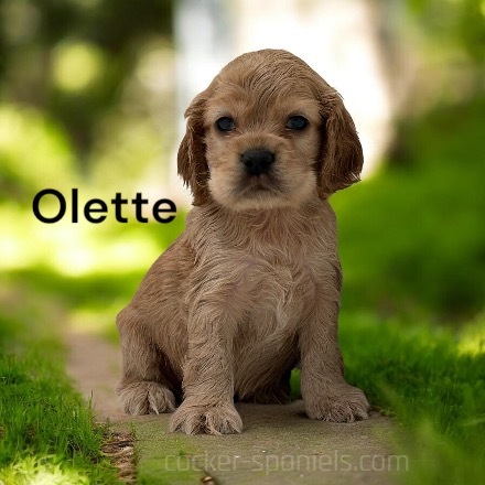 olette ws3