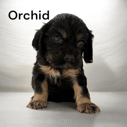 orchid ws2