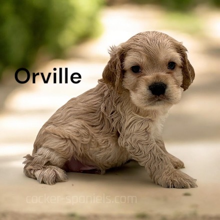 orville ws4