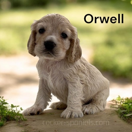 orwell ws4