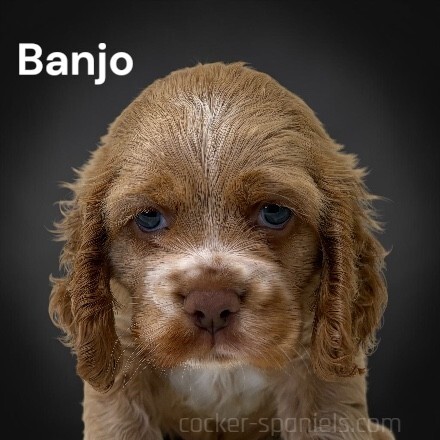 banjo ws4