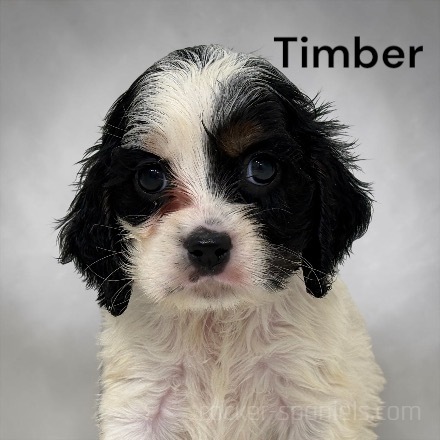 timber ws3
