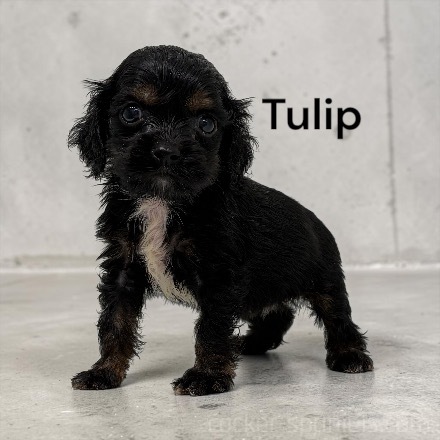 tulip ws3