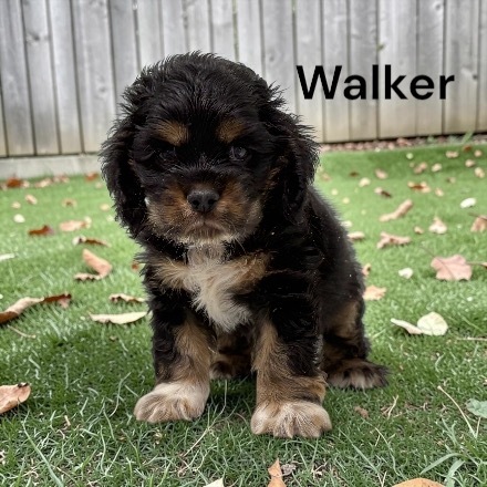 walker ws2