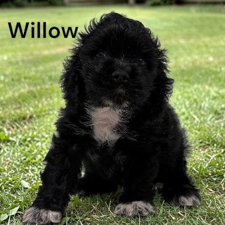 willow ws1