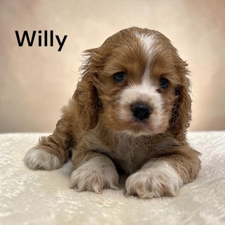 willy ws1