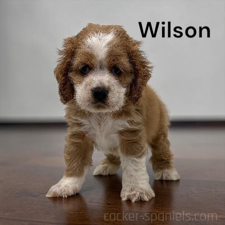 wilson ws3