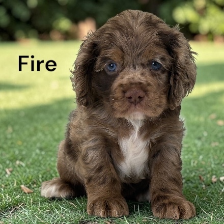 fire ws4