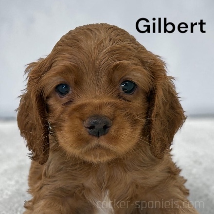gilbert ws4