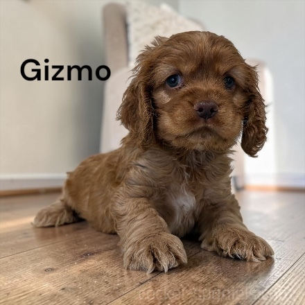 gizmo ws2
